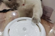 如何彻底清洗猫咪饮水机？清洗步骤和注意事项是什么？