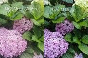 小米11与小米11ultra拍照对比评测？哪个更适合摄影爱好者？