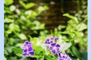 如何用索尼相机拍出美丽的花景照片？技巧是什么？