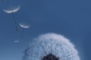 从iPad桌面壁纸到主题的个性化定制方法（一键切换，让iPad焕然一新）
