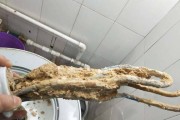 小奶橘热水器的清洗步骤是怎样的？