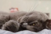 路由器里的蓝猫指什么意思？蓝猫出现是故障吗？