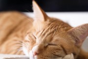 电脑小猫敲键盘声音如何关闭？