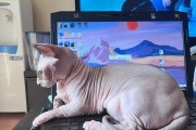 猫盒直连电脑上网的步骤是什么？