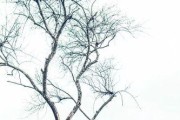手机锁屏时如何进行情侣拍照？