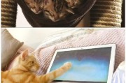 猫是怎么看电视机？猫咪看电视的行为解析？