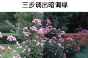 苹果手机拍照偏绿如何调整？
