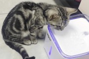 猫咪饮水机坏了怎么修？常见故障有哪些维修方法？
