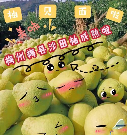 以早柚种植的技巧和注意事项（打造丰收的早柚果园，掌握这些关键技巧）