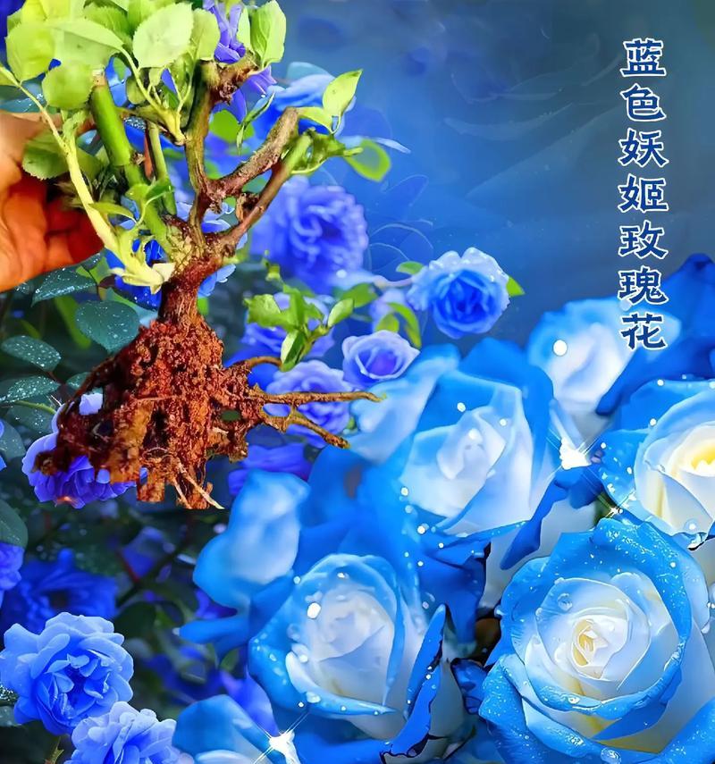 蓝色妖姬花语的含义是什么？11朵蓝色妖姬代表什么？