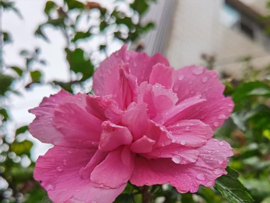 手机拍照时拍花卡纸怎么办？如何拍出清晰照片？