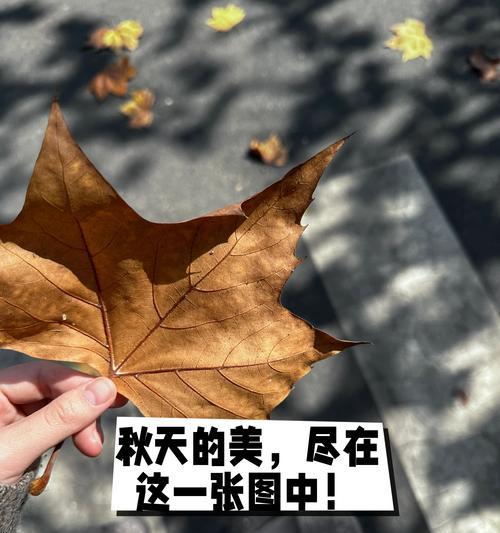 手机如何拍出镜面倒影效果的树叶照片？