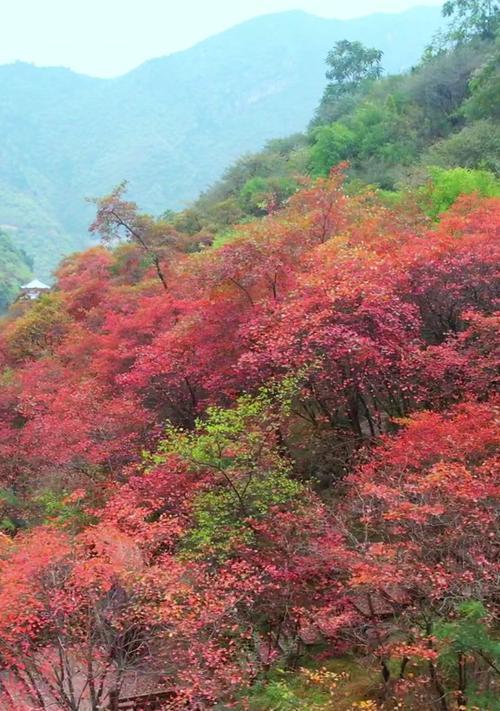 手机如何拍摄红叶美景？最佳时间是什么时候？