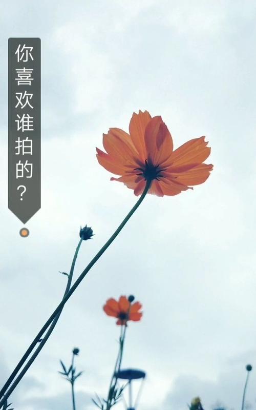 手机拍照添加背景的技巧有哪些？