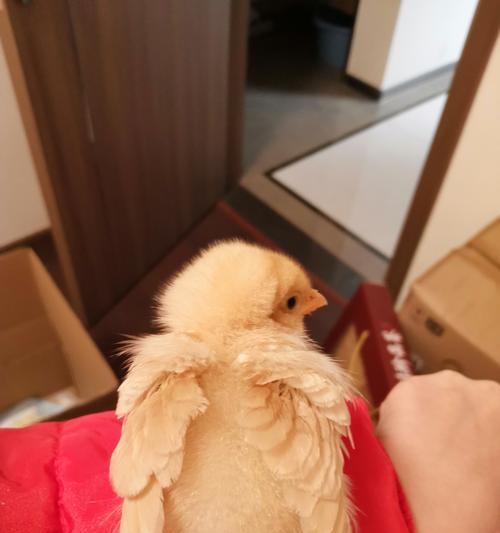 如何用手机拍出清晰的小鸡照片？拍摄技巧有哪些？