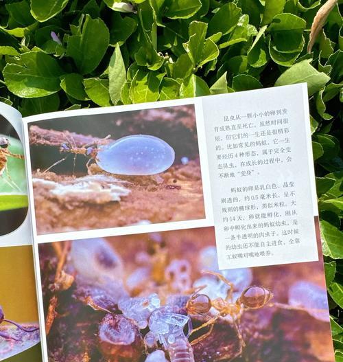 如何用手机配合摄像机拍摄昆虫？