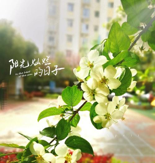 手机拍照时如何构图以提高清晰度？