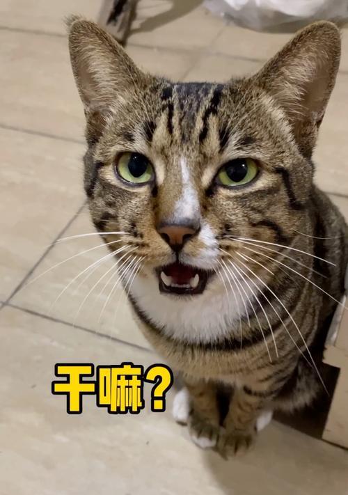 猫大哥摄像头手机使用方法是什么？使用中常见问题有哪些？