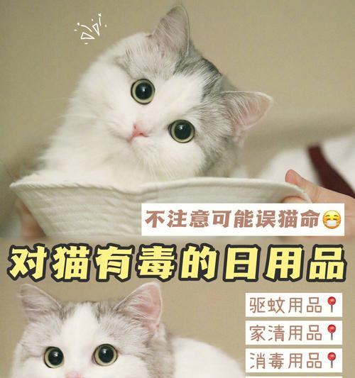 猫大哥摄像头手机使用方法是什么？使用中常见问题有哪些？