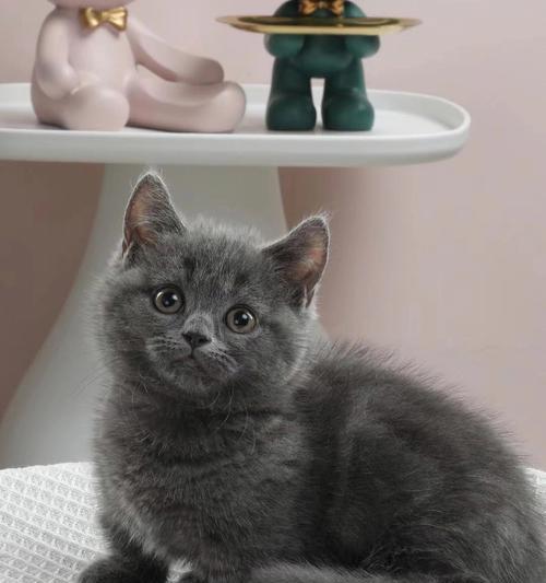 路由器里的蓝猫指什么意思？蓝猫出现是故障吗？