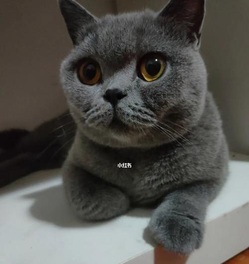 路由器里的蓝猫指什么意思？蓝猫出现是故障吗？