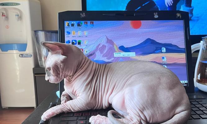 猫盒直连电脑上网的步骤是什么？