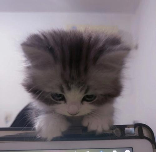 猫盒直连电脑上网的步骤是什么？