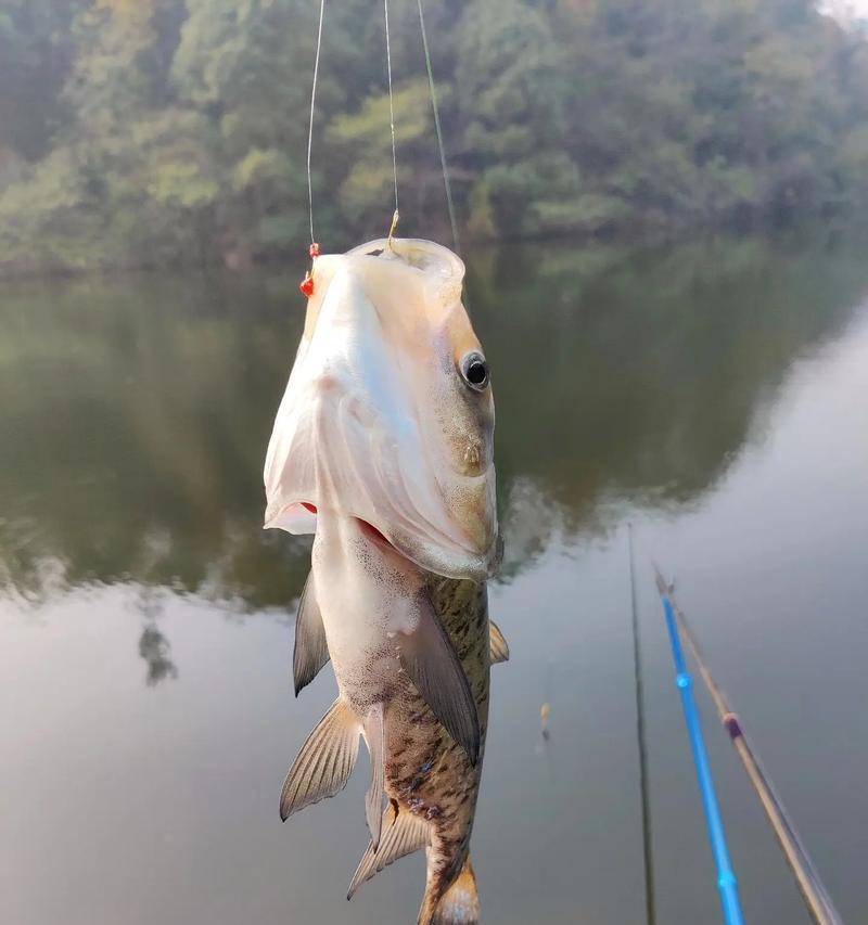 漂相追踪摄像头手机拍照操作是什么？