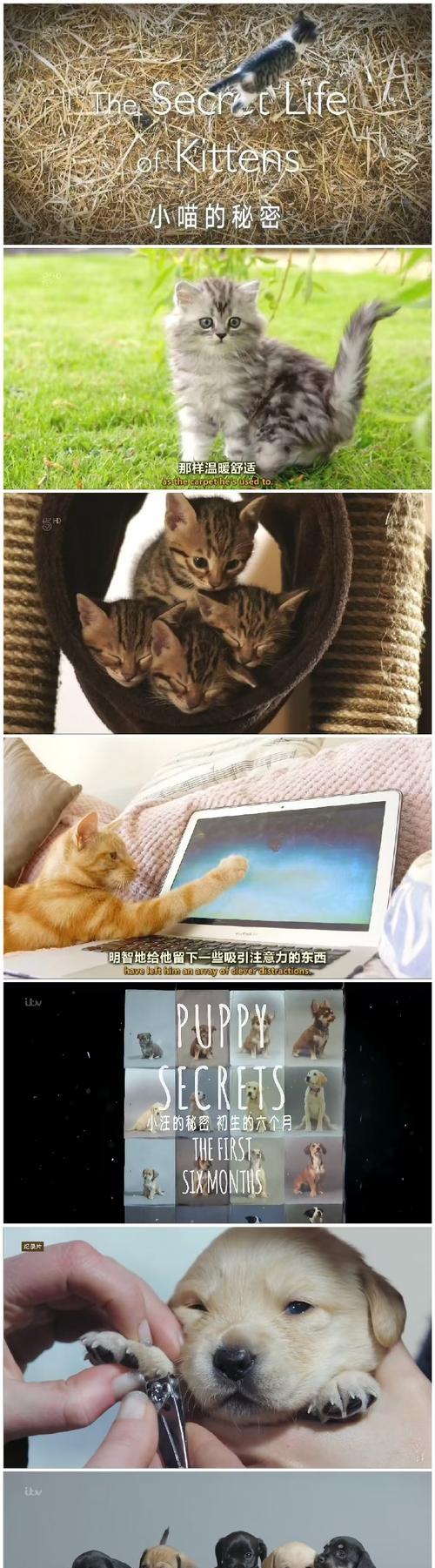 猫是怎么看电视机？猫咪看电视的行为解析？