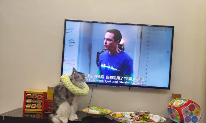 猫是怎么看电视机？猫咪看电视的行为解析？