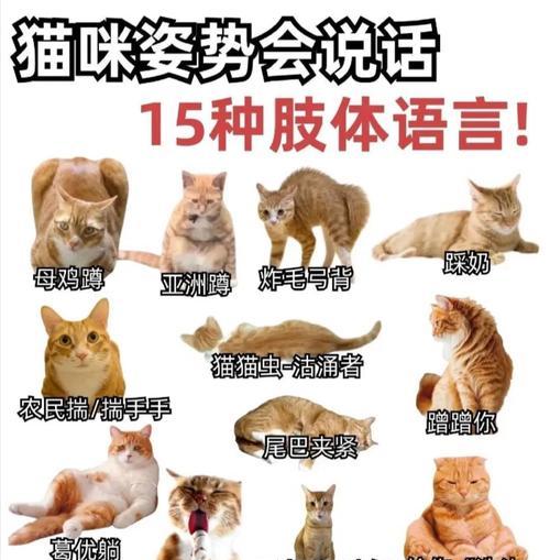 猫是怎么看电视机？猫咪看电视的行为解析？