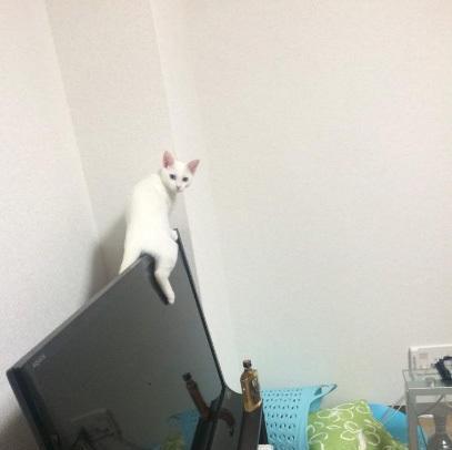 小猫拍电视屏幕的正确方法是什么？如何捕捉清晰画面？