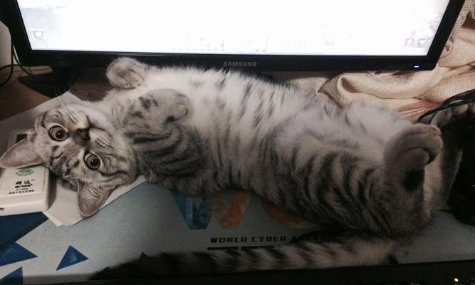 小猫拍电视屏幕的正确方法是什么？如何捕捉清晰画面？