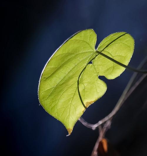 苹果手机阳光拍摄技巧是什么？如何避免曝光过度？