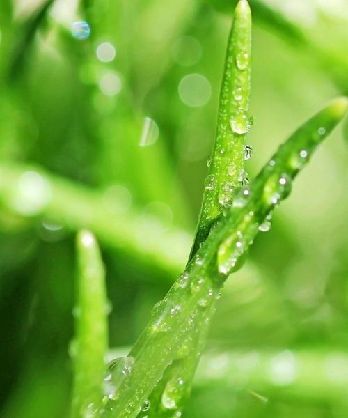 苹果手机屏幕出现绿色层怎么办？